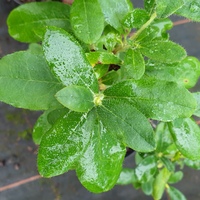 Rhododendron trichocladum SDR5159 